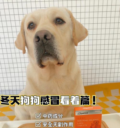 如何训练萨摩吃饭习惯（以宠物为主，掌握基本原则让萨摩乖乖进食）