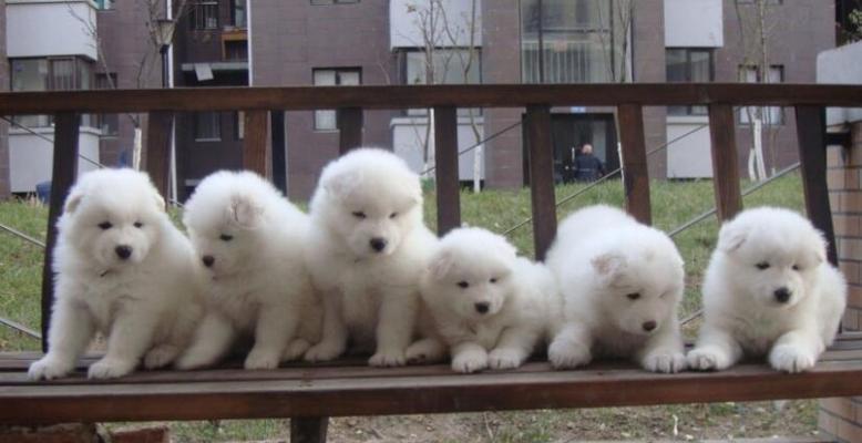 养成五种好习惯，让你的萨摩耶犬更健康快乐（从小培养好习惯，让宠物更加可爱）