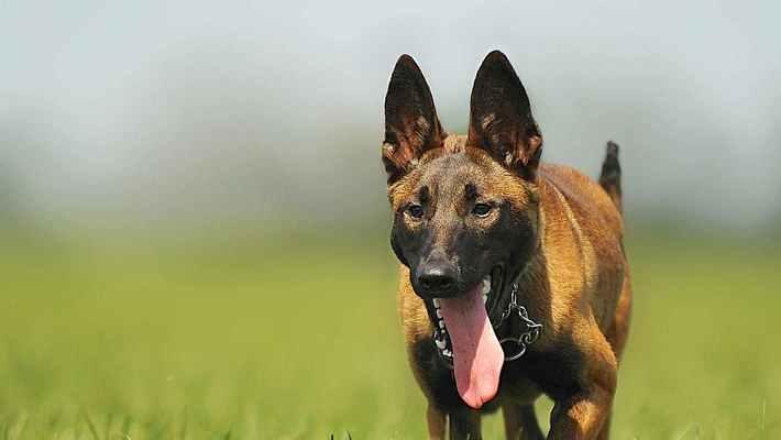 宠物训犬实用方法大全（15种方法帮你训练听话的宠物犬）