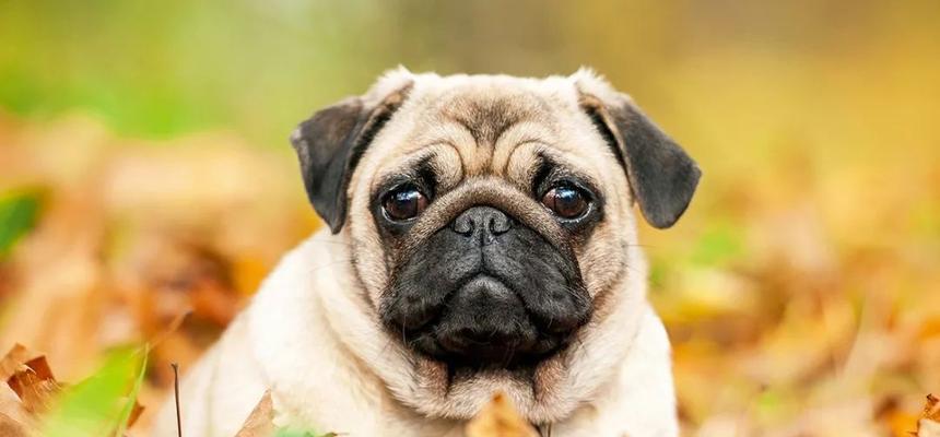 养巴哥犬的人为何后悔（从喂食到散步，养巴哥犬的十五大问题解析）