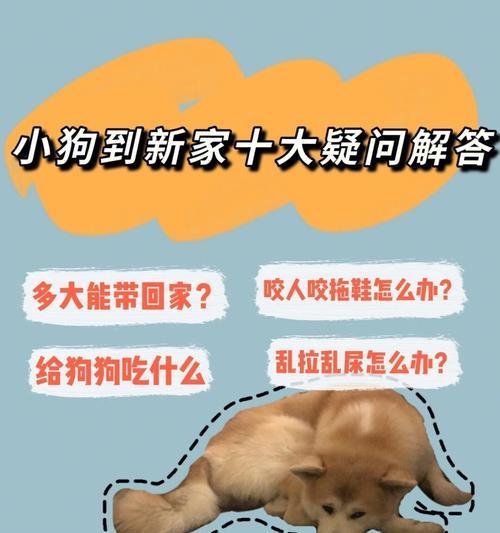 如何正确清洁狗狗的肛门腺（细致呵护，宠物更健康；清洁重要，预防疾病从我做起）