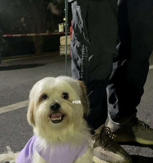 如何养护爱犬并整理屋子？（宠物主人必知的15个方法）