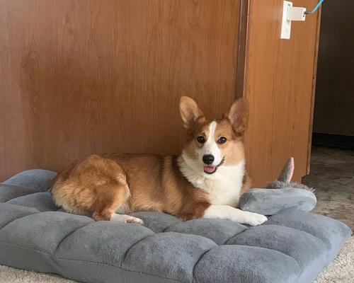 如何养好你的柯基犬（柯基犬养护指南，让你的宠物健康快乐）
