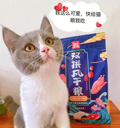养猫达人必知的15个养猫秘诀（成为一个优秀的猫妈妈/爸爸，从这些秘诀开始）