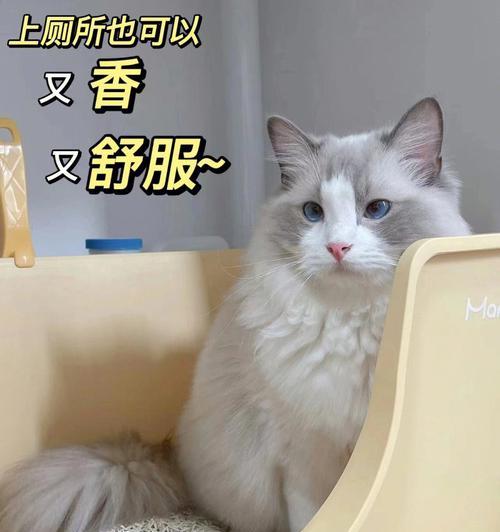 养猫前必读（了解这些，让你更好地与猫咪相处）