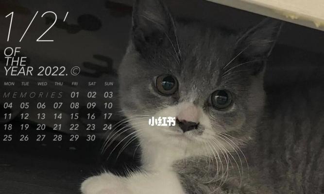 猫咪眼睛健康，宠物养护要注意！