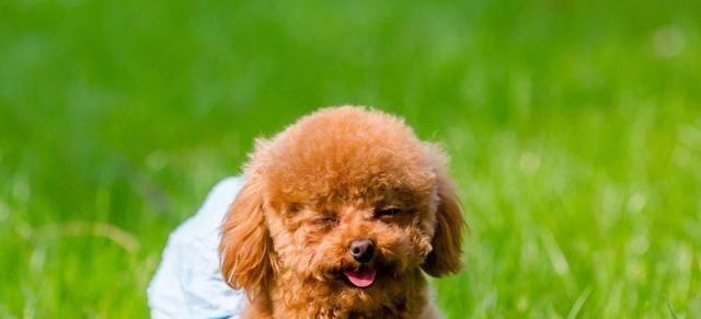 养泰迪犬的注意事项（从宠物的健康、饮食、训练、社交等方面全方位了解）