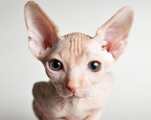 养无毛猫的注意事项（为你的宠物提供最好的生活）