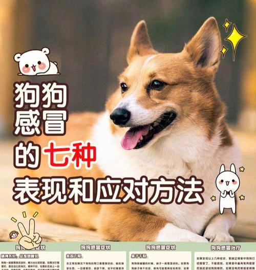 狗狗感冒后的注意事项（如何照顾患有感冒的宠物狗）
