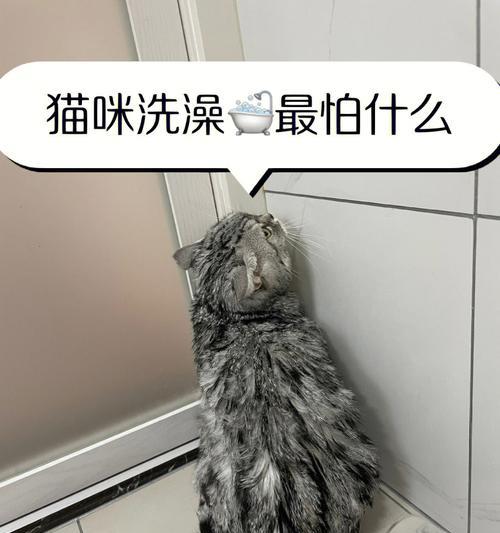 让你的猫咪焕然一新——在家清洁猫咪的小技巧（如何为你的宠物猫提供最佳的洗澡体验？）