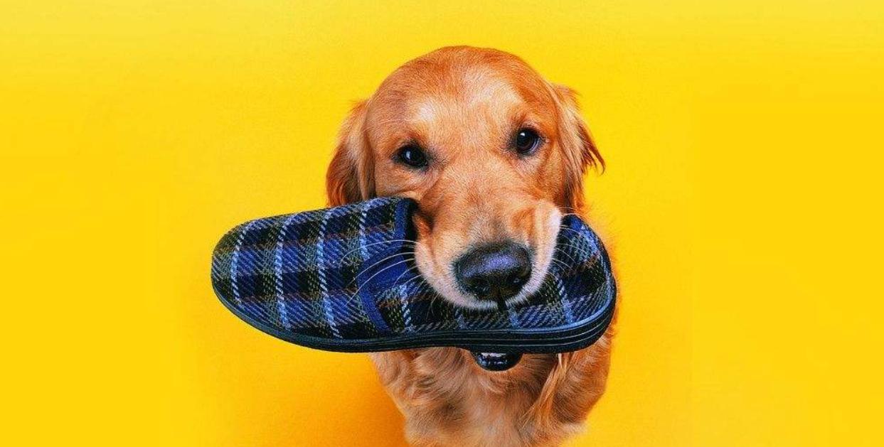 家庭中的宠物犬训练全攻略（宠物犬训练注意事项大盘点，让你的“狗狗”变成乖巧可爱的好伙伴）