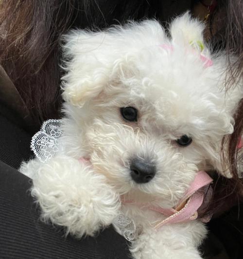训练比熊犬的注意事项（打造听话乖巧的宠物犬）