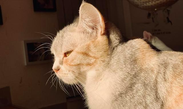 如何安抚遭遇应激反应的宠物猫？（探究猫咪应激反应的原因，提供有效的缓解方式）