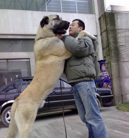 如何训练一只优秀的大丹犬（掌握关键技巧，打造忠诚、聪明的宠物伴侣）
