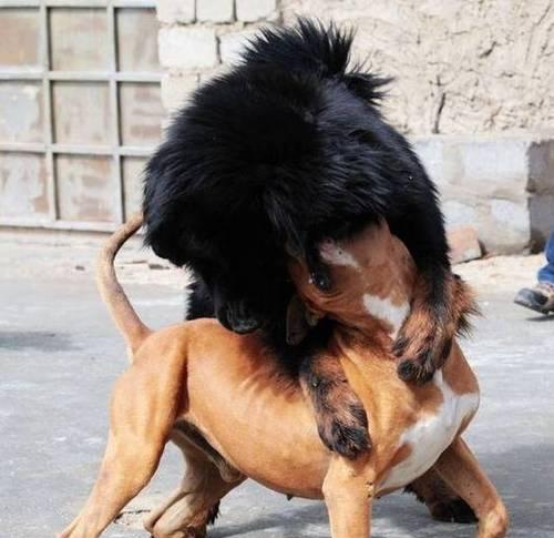 如何对比特犬进行力量的训练（提高比特犬力量的有效方法与技巧）