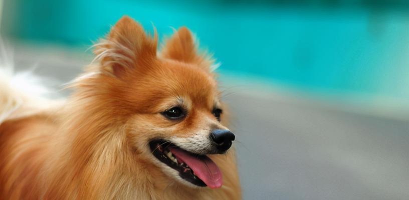 博美犬的简单训练（宠物爱好者必备，让你的博美犬成为训练达人）