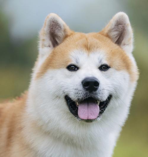 如何让秋田犬记住自己的名字（以宠物为主，让您的秋田犬更聪明）