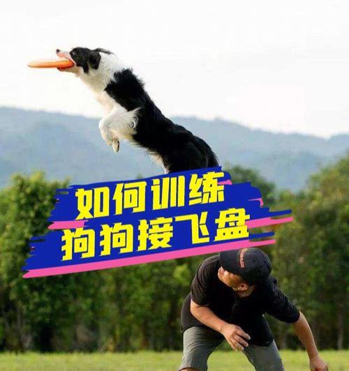 训练狗狗听口令“过来”的方法（以宠物为主，如何训练狗狗听从主人口令？）