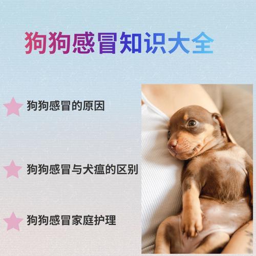 培养秋田犬的洗澡习惯（从宠物主人的角度出发，如何让秋田犬爱上洗澡？）