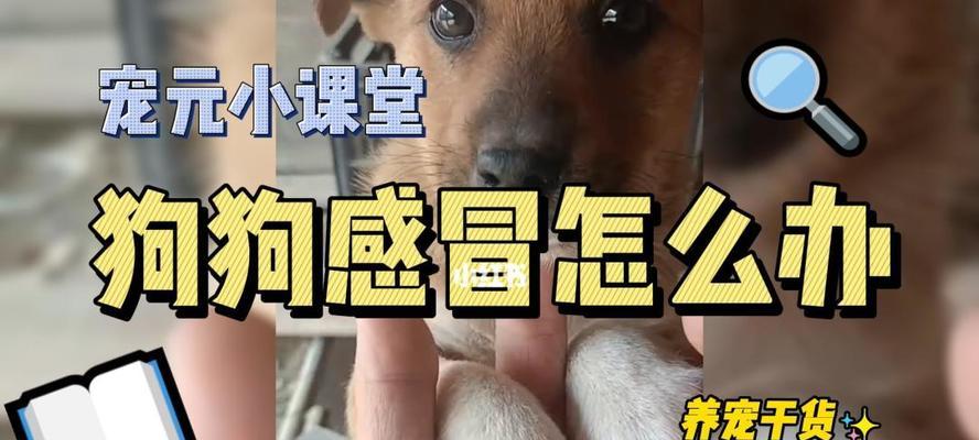如何用坚果诱惑抓住宠物松鼠（掌握科学的方法，轻松捕获可爱的小伙伴）