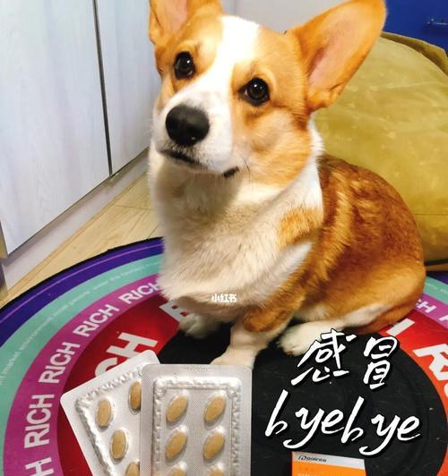 如何进行凯利蓝梗坐下的训练（宠物训练法，让你的凯利蓝梗学会坐下）