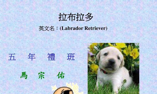 拉布拉多健康守护（从疾病预防开始）