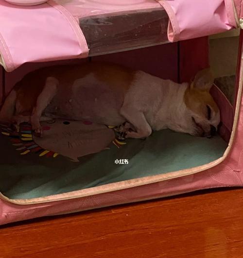 如何训练吉娃娃乖乖进屋睡觉（以宠物为主，轻松解决犬儿夜晚不安睡眠问题）