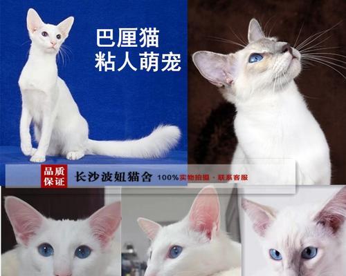 爪哇猫的喂养方法（从食物到照顾，成为贴心爪哇猫主人）