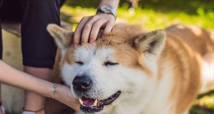 如何在秋田犬前树立主人的权威（掌握正确的方法与秘诀，让你成为秋田犬心目中的领袖）