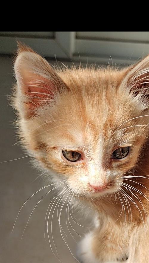 小猫咪为什么总是打喷嚏？（宠物猫咪喷嚏的原因和治疗方法）