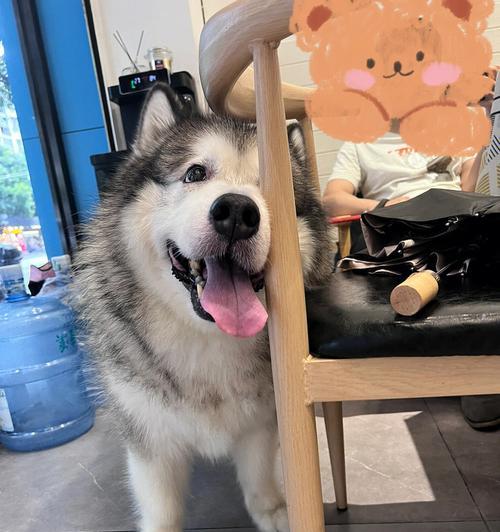 如何让你的阿拉斯加犬喜欢洗澡？（解决阿拉斯加犬不喜欢洗澡的心理障碍）
