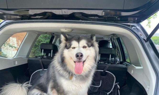 探秘阿拉斯加犬掉皮屑的原因（揭秘阿拉斯加犬皮肤问题，宠物主人必读！）