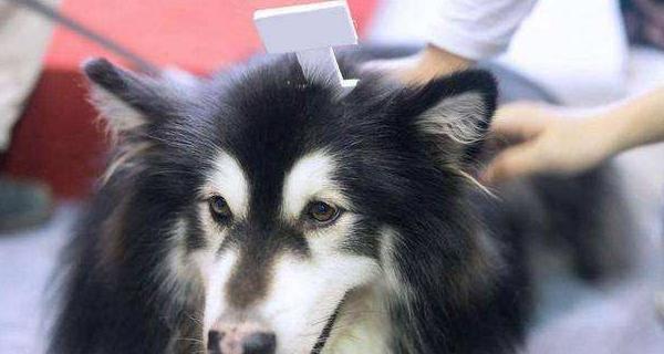 纠正阿拉斯加雪橇犬的不良行为（如何训练你的宠物犬成为温顺乖巧的好伙伴）