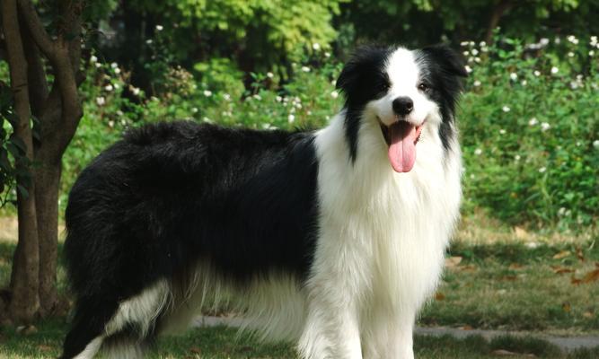 如何应对澳大利亚牧羊犬掉毛问题（掌握清洁技巧让宠物更健康）
