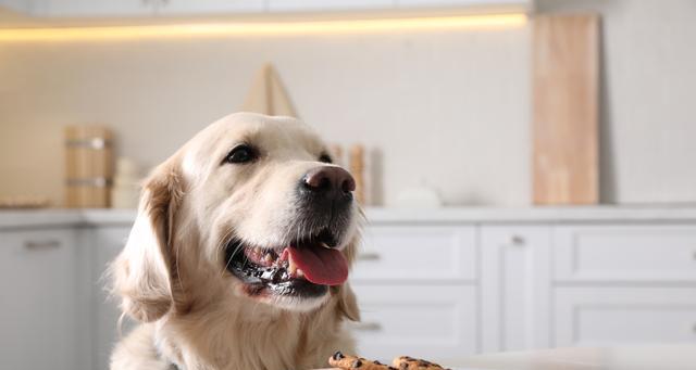 以巴哥犬便秘了，怎么办？（了解导致便秘的原因，给宠物更好的生活）