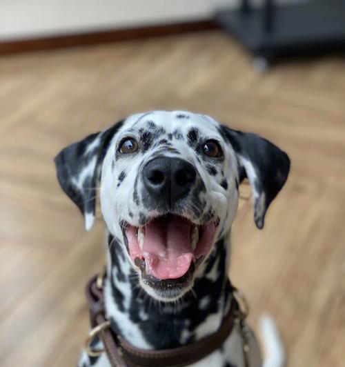 如何应对斑点犬生病的情况（以宠物为主的犬类健康护理指南）
