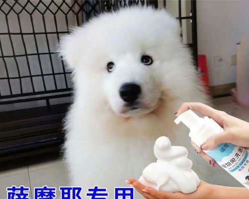 如何给萨摩耶狗狗洗澡？（以宠物为主，注意这些细节）