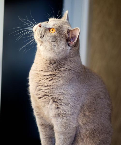 如何给英国短毛猫洗澡（掌握这些要点，让你的宠物更健康舒适）