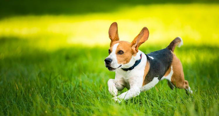 为什么比格犬夏天总是没精神？（探究比格犬夏季缺乏活力的原因和应对方法）