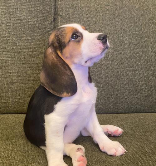 比格犬为什么没有精神？（探寻比格犬精神不振的原因及解决方法）