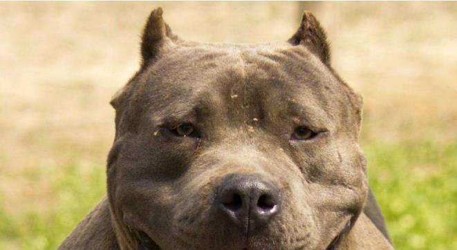 比特犬成长与行为表现的探究（以宠物为主，了解比特犬的习性与特点）
