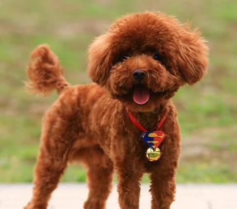 比熊犬VS泰迪，哪个宠物更适合你？（探究比熊犬和泰迪的优缺点，为你选择宠物提供参考）