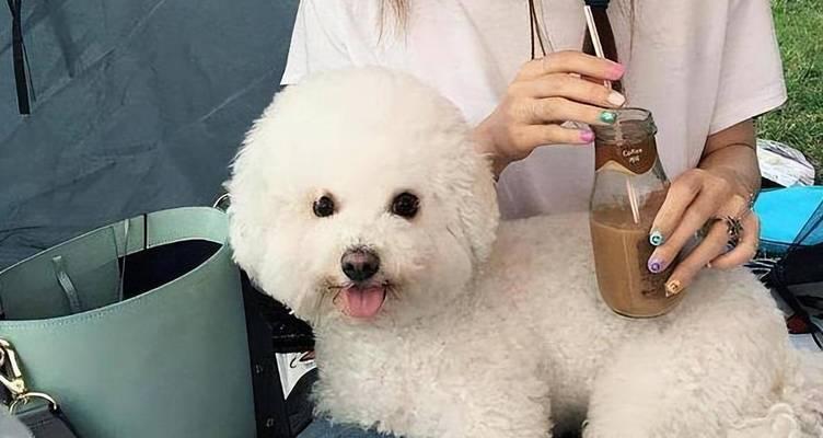 比熊犬训练运动指南（提高健康，增强亲子关系）
