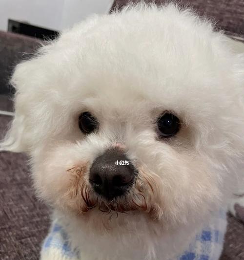 如何处理比熊犬的泪痕问题（掌握关键技巧，让你的爱宠更美丽）