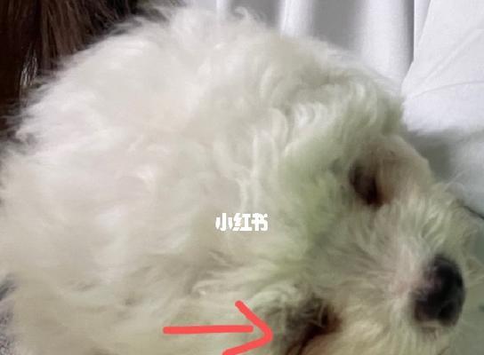 如何处理以比熊犬有泪痕？