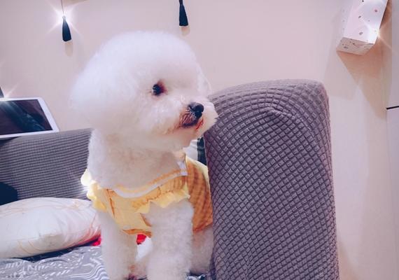 如何为你的比熊幼犬提供健康均衡的饮食？（了解比熊幼犬的饮食需求，打造营养丰富的饮食计划）