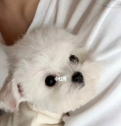 初为犬主，如何照顾你的比熊幼犬？（从接回家开始，让你的毛茸宝贝健康成长吧！）