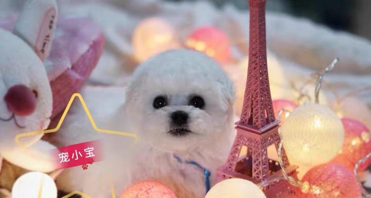 如何补充比熊幼犬缺钙（以宠物为主，营养均衡才是王道）