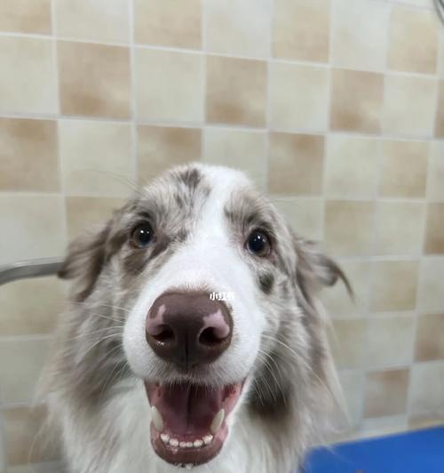 如何让边境牧羊犬愿意洗澡（用正确的方法让你的宠物享受沐浴时光）