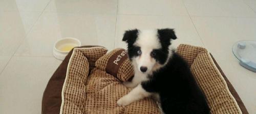 探秘边境牧羊犬不咀嚼食物的原因（了解为什么你的边牧不喜欢嚼食物，解答你的疑问）